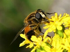 Helophilus lapponicus