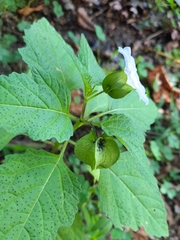 Nicandra physalodes
