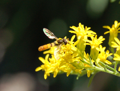 Sphaerophoria contigua