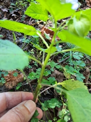 Nicandra physalodes