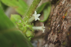 Sabicea novogranatensis