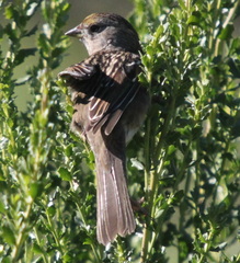 Zonotrichia atricapilla