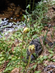 Lilium parvum
