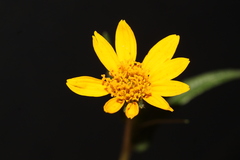 Simsia amplexicaulis