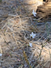 Gayophytum diffusum