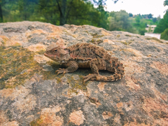Phrynosoma orbiculare