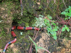 Pliocercus elapoides