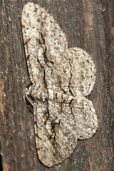 Anavitrinella pampinaria