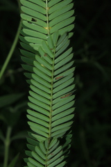 Chamaecrista nictitans
