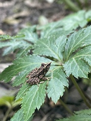 Pristimantis appendiculatus