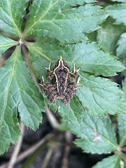 Pristimantis appendiculatus