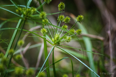 Cyperus croceus