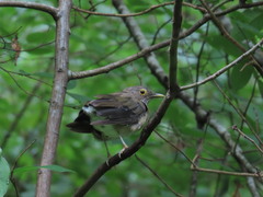 Turdus assimilis