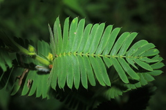 Chamaecrista nictitans