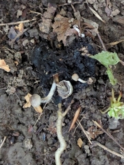 Asterophora parasitica