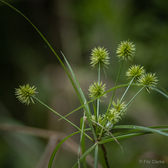 Cyperus croceus