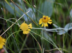 Helenium bigelovii