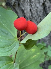 Prosartes trachycarpa
