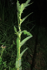 Chamaecrista nictitans