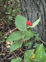 Prosartes trachycarpa