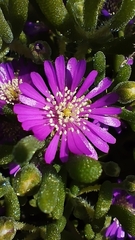 Drosanthemum