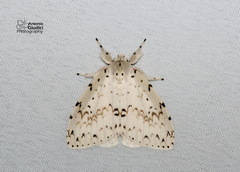 Lymantria alexandrae