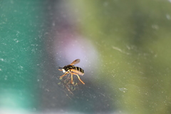 Chrysotoxum festivum