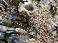 Craterellus fallax