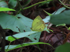 Abaeis salome jamapa