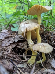 Hygrocybe caespitosa