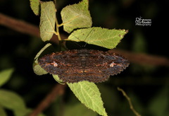Anisoneura aluco