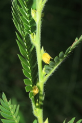 Chamaecrista nictitans
