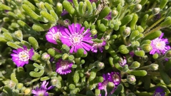 Drosanthemum