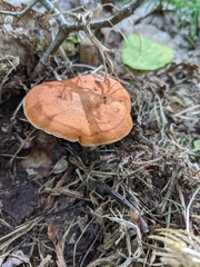 Lactarius peckii