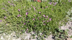 Drosanthemum