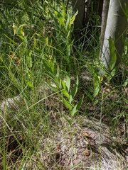 Maianthemum stellatum