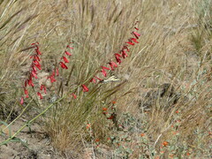 Penstemon eatonii