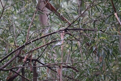Melithreptus lunatus