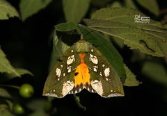 Eudocima hypermnestra