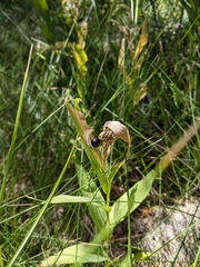 Maianthemum stellatum
