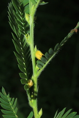 Chamaecrista nictitans