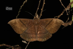 Anisoneura