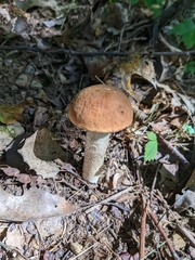 Leccinum aurantiacum
