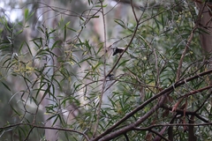 Melithreptus lunatus