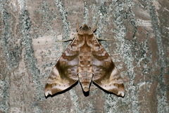 Acosmeryx pseudonaga