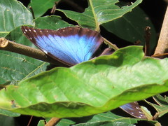 Morpho helenor octavia