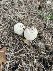 Lycoperdon pratense