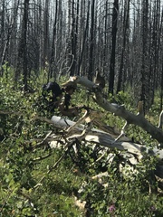 Dendragapus obscurus