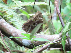 Morpho helenor octavia
