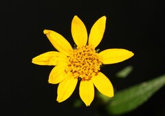 Simsia amplexicaulis